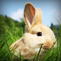 /album/electricos-la-primera/photolia-a03-jpg/