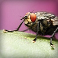 /album/electricos-la-primera/photolia-a08-jpg/